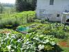 Altenberg - Vaz Vegetable Garden 2007